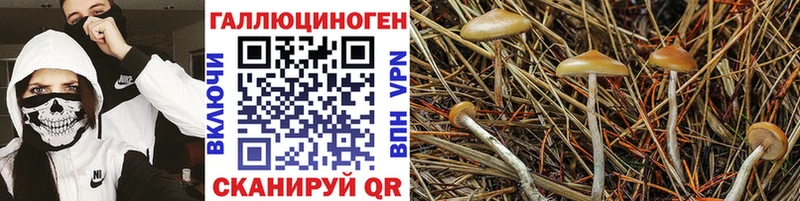 Купить где  Томари  Псилоцибиновые грибы MAGIC MUSHROOMS 